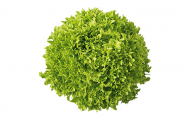 Simply Fresh Green Coral   Box  1 pcs